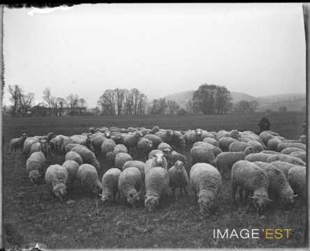 Moutons au pâturage (Lorraine)